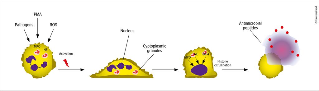 Wie Neutrophile und NETs die Inflammation beeinflussen